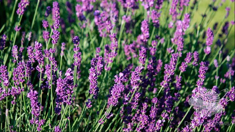 -Córdoba celebra la Fiesta de la Cosecha de Lavanda en Villa Yacanto-