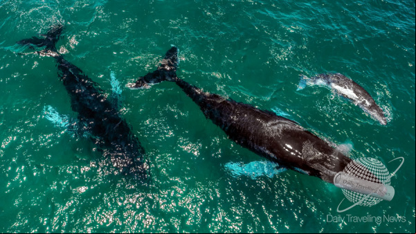 Avistamiento de ballenas: vive la magia del Pacífico en Panamá